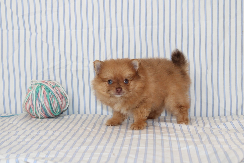 puppy, for, sale, Pomeranian, Matthew B. Stoltzfus, dog, breeder, Gap, PA, dog-breeder, puppy-for-sale, forsale, nearby, find, puppyfind, locator, puppylocator, aca